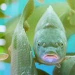 Conversaciones subacuáticas: Lo que los peces se dicen entre sí
