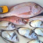 El besugo: un pescado versátil que cambia de tonalidad