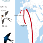 El fascinante recorrido migratorio de las golondrinas hasta España