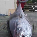 El increíble precio de un atún gigante de 200 kilos