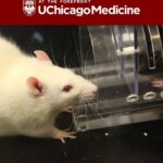 El intrigante comportamiento de las ratas ante el veneno