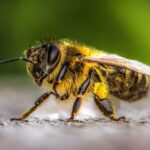 El significado de la visita de una abeja a tu vida