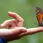 El significado de una mariposa que se posa en tu mano