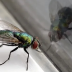 El significado detrás de la presencia abundante de moscas en casa