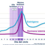 El tiempo de vida de un espermatozoide fuera del cuerpo humano
