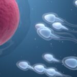 El tiempo que tarda un hombre en regenerar su esperma