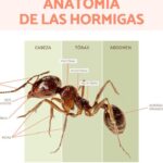Increíbles datos sobre la fuerza extraordinaria de las hormigas