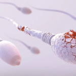 La sorprendente supervivencia de los espermatozoides fuera del cuerpo