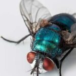 Las moscas invernales: una visita indeseada en tu hogar