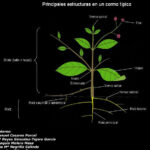 Los sorprendentes usos del filamento de la raíz de una planta