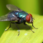 ¿Por qué las moscas se sienten atraídas por los seres humanos?