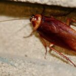 Tiempo de exterminio: ¿Cuánto tarda en fallecer una cucaracha con insecticida?